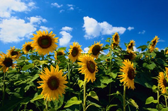 sunflower-spring-image